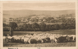 ALLEMAGNE - SEESEN A. H. - Totalansicht (bergers Avec Moutons) - Seesen