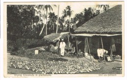 "Drying Cononuts In Plantations - Dar-es-Salaam" - Tansania