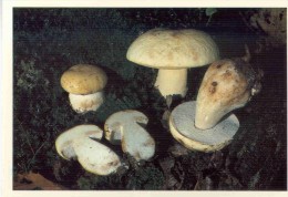 C11 BOVES  FUNGHI PILZE MUSHROOM  CHAMPIGNONS SETAS BOLETUS CITRINUS 1988 - Mushrooms