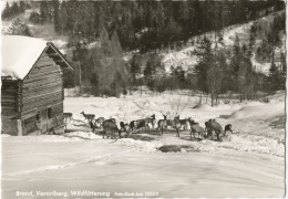 Brand, Vorarlberg, Wildfütterung (élevage De Cerfs) Foto Risch-Lau - Carte Non Circulée - Brandertal