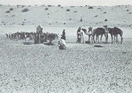 DESERT - Un Puits De Rencontre, Promesse De Partage  - Chèvres Et Chameaux - ILES DE PAIX      (3516) - Zonder Classificatie