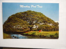 HAWAII Moneky Pod Tree      D114410 - Other & Unclassified