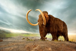 (N62-046  )  Mammoth Mammuthus Fossil , Prestamped Card, Postal Stationery - Fossielen