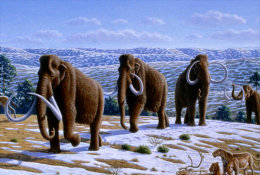 (N62-047  )  Mammoth Mammuthus Fossil , Prestamped Card, Postal Stationery - Fossili