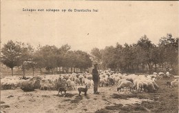 SCHEPER MET SCHAPEN OP DE DRENTSCHE HEI-BERGER ET TROUPEAU DE MOUTONS - Other & Unclassified