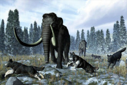 (N62-049  )  Mammoth Mammuthus Fossil , Prestamped Card, Postal Stationery - Fossielen