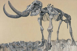 (N62-050  )  Mammoth Mammuthus Fossil , Prestamped Card, Postal Stationery - Fossielen