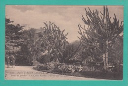 MONTE-CARLO -->  Dans Les Jardins - Les Circus Validas ( Famille Des Cactus) - Exotic Garden