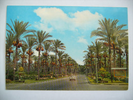 Egypt: ALEXANDRIA - Palmtrees At Montazah Gardens, Palmiers Dans Le Jardin De Montazah - Used 1960s With Stamp - Alexandrie