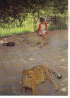 ETHIOPIE - CHEETAHS AT JUBILEE PALAC FOF HIS IMPERIAL MAJESTY - ADDIS ABABA - Ethiopie