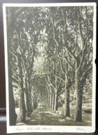 ACQUI TERME 1939 31 Agosto CARTOLINA ANIMATA - VIALE DELLA STAZIONE - PLATANI X ROMA Imperiale 20 Cent - VEDI FOTO - Arbres