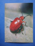 Shining Leaf Beetle - Lilioceris Merdigera - Beetle - Insects - 1980 - Russia USSR - Unused - Insetti