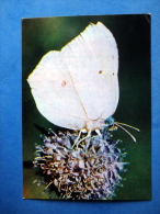 Common Brimstone - Gonepteryx Rhamni - Butterfly - Insects - 1980 - Russia USSR - Unused - Insetti