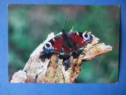 Peacock Butterfly - Nymphalis Io - Butterfly - Insects - 1980 - Russia USSR - Unused - Insectes