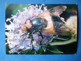 Volucella Pellucens - Hoverfly - Insects - 1980 - Russia USSR - Unused - Insects