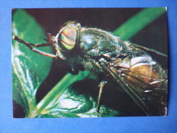 Horse Fly - Hybomitra Sp - Fly - Insects - 1980 - Russia USSR - Unused - Insects