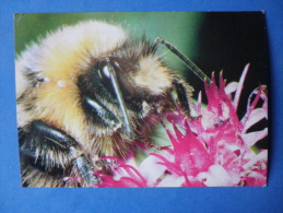 Bumblebee - Bombus Sp - Insects - 1980 - Russia USSR - Unused - Insects