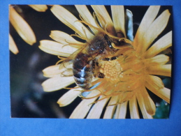 Western Honey Bee - Apis Mellifera - Insects - 1980 - Russia USSR - Unused - Insectes