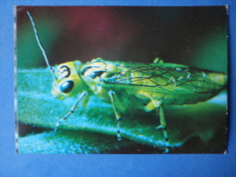 Sawfly - Rhogogaster Sp - Insects - 1980 - Russia USSR - Unused - Insectes