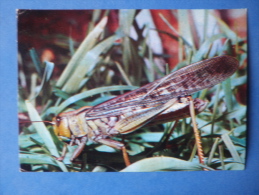 Migratory Locust - Locusta Migratoria - Insects - 1980 - Russia USSR - Unused - Insectes