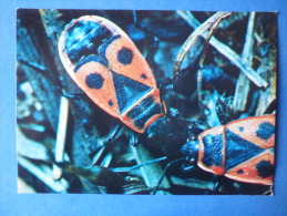 Firebug - Pyrrhocoris Apterus - Bug - Insects - 1980 - Russia USSR - Unused - Insetti