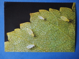 Downy Birch Aphid - Euceraphis Punctipennis - Insects - 1980 - Russia USSR - Unused - Insectos