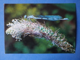 Common Blue Damselfly - Enallagma Cyathigerum - Insects - 1980 - Russia USSR - Unused - Insects