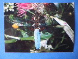 Broad-bodied Chaser - Libellula Depressa - Insects - 1980 - Russia USSR - Unused - Insectes