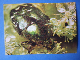 Rose Chafer - Cetonia Aurata - Beetle - Insects - 1980 - Russia USSR - Unused - Insectes