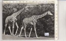 PO4130C# GIRAFFE - GIARDINO ZOOLOGICO DI ROMA  No VG - Girafes