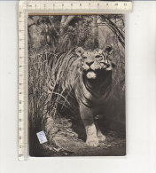 PO4131C# ANIMALI FEROCI - TIGRE   No VG - Tigres