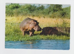 Hippopotames Hippopotame Nijlpaard / Printed In Holland - Hollande - Ippopotami