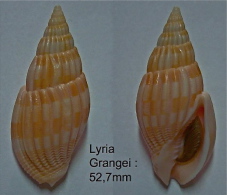 N°5031// LYRIA GRANGEI "CHESTERFIELD"// F+++ : 52,7mm - Coquillages