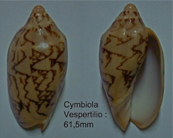 N°5032// CYMBIOLA VESPERTILIO "PHILIPPINES"// GEM : 61,5mm - Coquillages