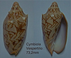 N°5033// CYMBIOLA VESPERTILIO "PHILIPPINES"// F+++ : 73,2mm - Coquillages