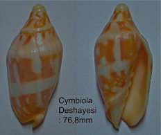 N°5047// CYMBIOLA DESHAYESI  "Nelle-CALEDONIE"// F+++ : 76,8mm - Coquillages