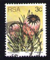 Afrique Du Sud 1977 Oblitération Ronde Used Stamp Fleur Flower Protea Neriifolia - Oblitérés