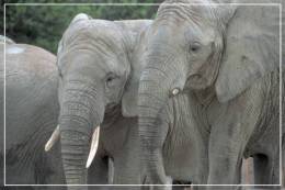 Elephant Eléphant Elefanten , Postal Stationery -- Articles Postaux -- Postsache F   (A24-044) - Olifanten