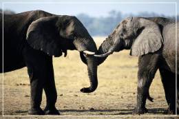 Elephant Eléphant Elefanten , Postal Stationery -- Articles Postaux -- Postsache F   (A24-011) - Elephants