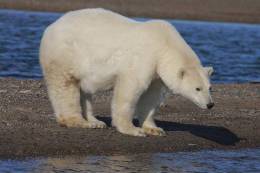 Polar Bears  ,   Postal Stationery -Articles Postaux -Postsache F (A59-78) - Osos