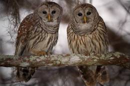 (Y47-095  ) Owl Bird Oiseaux Hiboux Chouettes Búhos Uilen, Postal Stationery -Articles Postaux -Postsache F - Hiboux & Chouettes