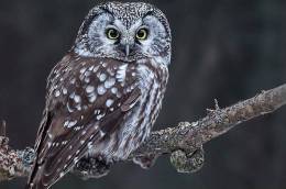 (Y47-093  ) Owl Bird Oiseaux Hiboux Chouettes Búhos Uilen, Postal Stationery -Articles Postaux -Postsache F - Owls