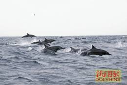 (N51-060  )   Dolphins Delfine Dauphin Dolfienen , Postal Stationery-Entier Postal-Ganzsache-Postwaar Destuk - Delfines