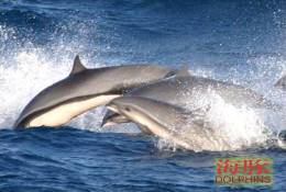 (N51-039  )   Dolphins Delfine Dauphin Dolfienen , Postal Stationery-Entier Postal-Ganzsache-Postwaar Destuk - Dolphins