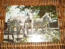 Tier Postkarte  Zebra Poland - Zebre