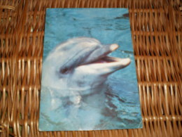 Delphin Karte Card Russia,Russland - Delfines