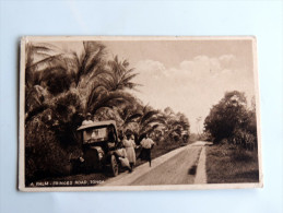 Carte Postale Ancienne : TONGA : A Palm , Fringer Road , Car, Persons , Stamp 1903 - Tonga