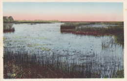 Cp , 44 , SAINT-JOACHIM , La Grande-Brière - Saint-Joachim