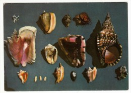 Antilles -Coquillages Des Antilles - Caribbean Sea Shells - Otros & Sin Clasificación