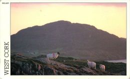 Slieve Mikish Mountains Co Cork Ireland Postcard Used Posted To UK 1989 Stamp - Cork